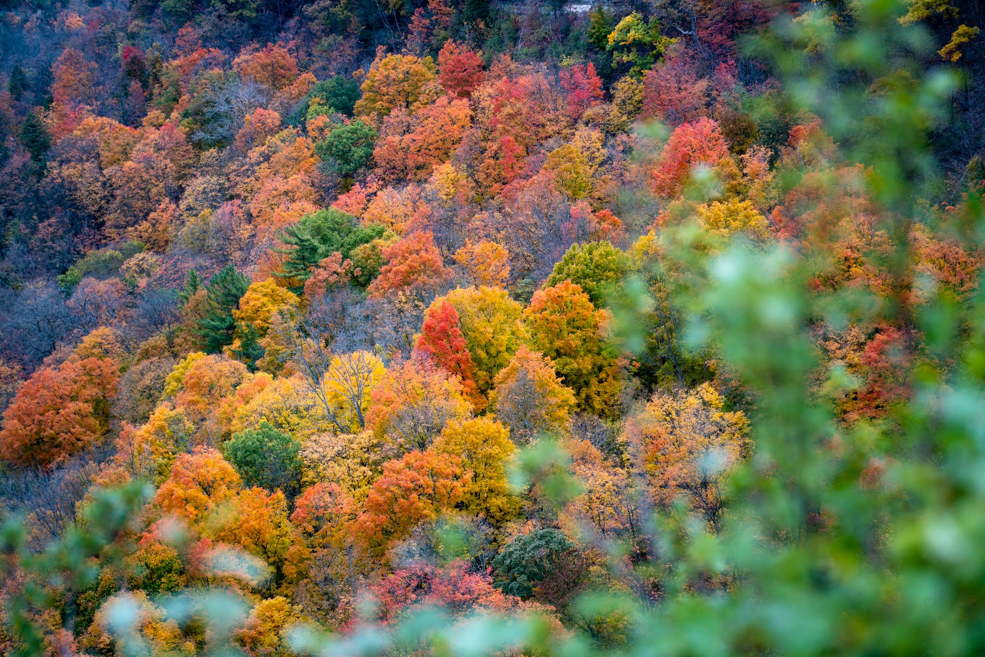 Forest Growing Season in Eastern U.S. Has Increased by a Month