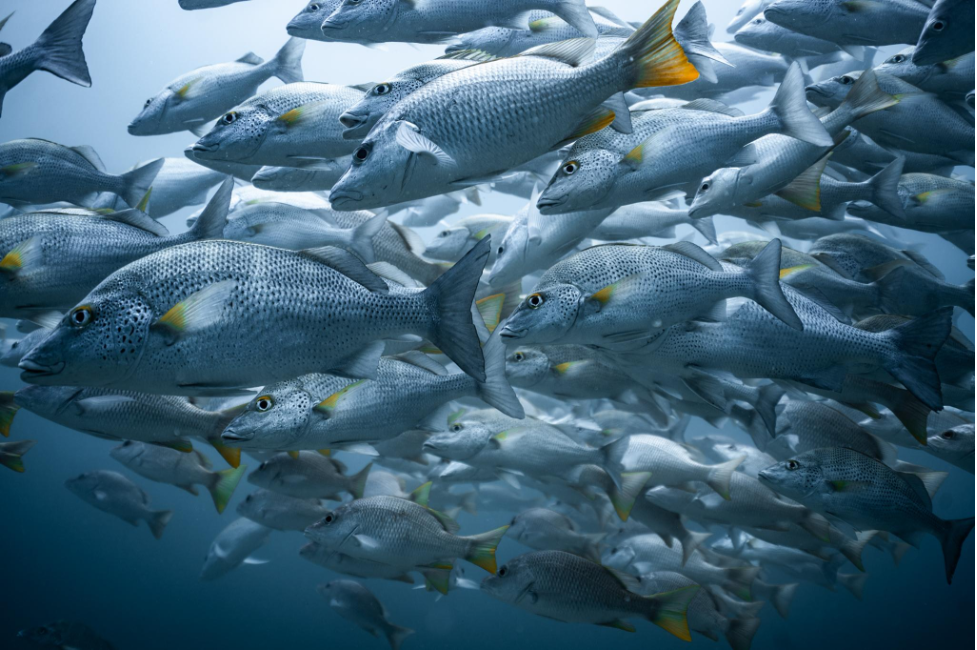 School of fish while scuba diving.