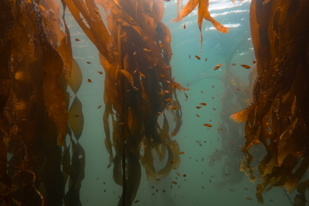 Fish among the kelp off the coast of British Columbia. Photo Credit: Andrea Humpfries