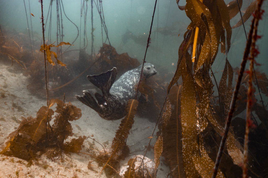 Many animals use kelp forests as their home. This shows a seal amongst the kelp. 