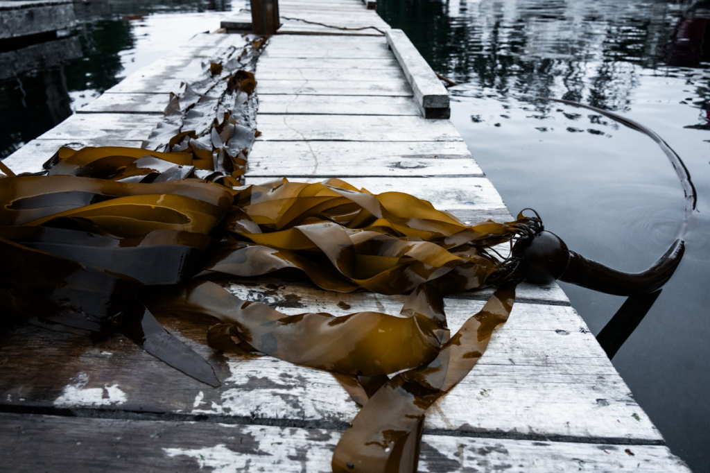 Kelp grows at a rapid rate of 25 cm per day. Photo Credit: Andi Cross