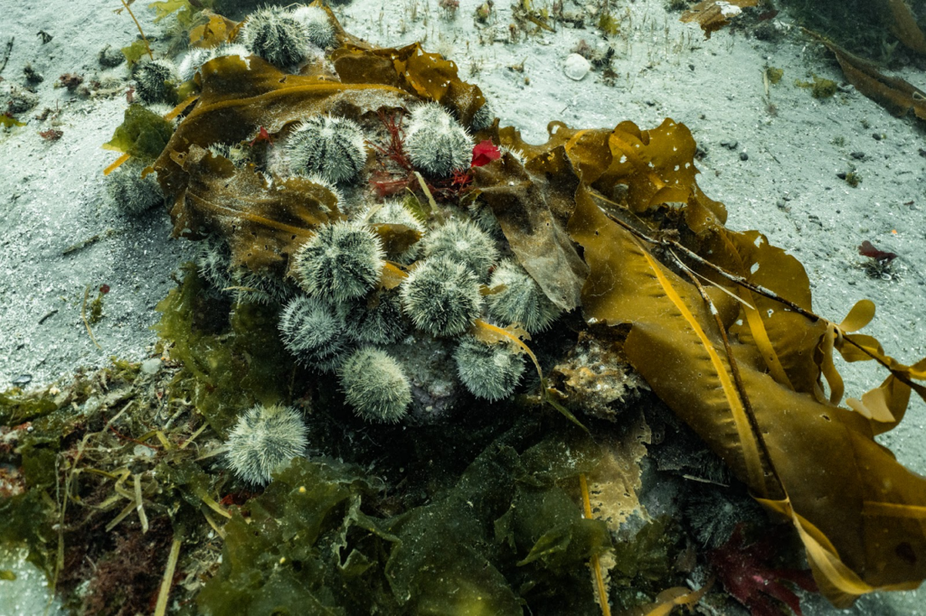 Urchins taking over a kelp forest on the shorelines of Vancouver Island. Photo Credit: Adam Moore