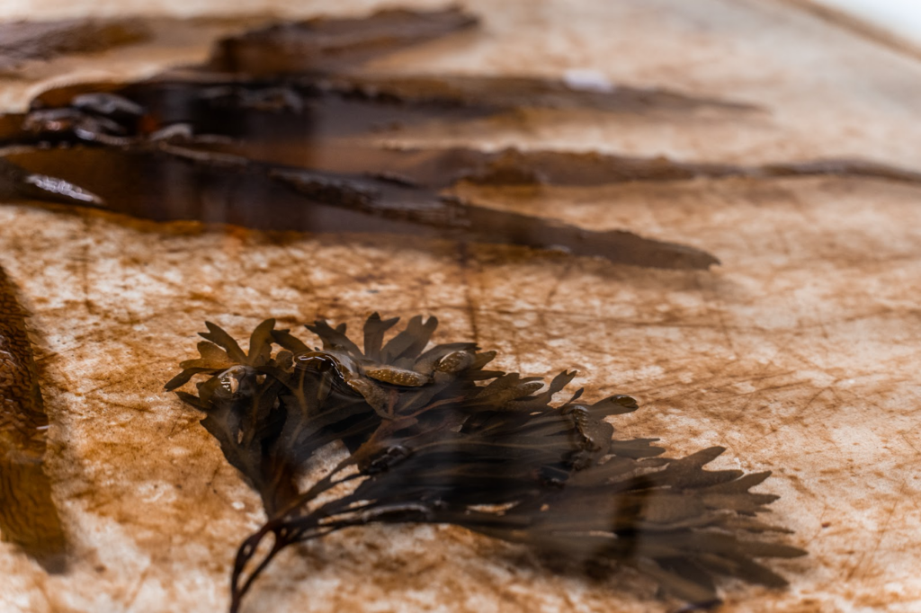 Kelp studies taking place at BMSC with the KRI team. Photo Credit: Adam Moore